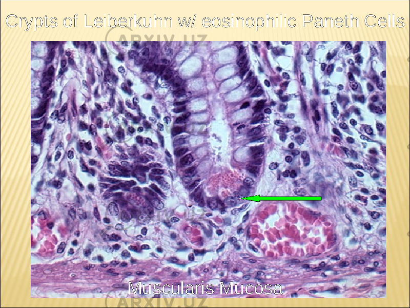 Crypts of Leiberkuhn w/ eosinophilic Paneth Cells Muscularis Mucosa 