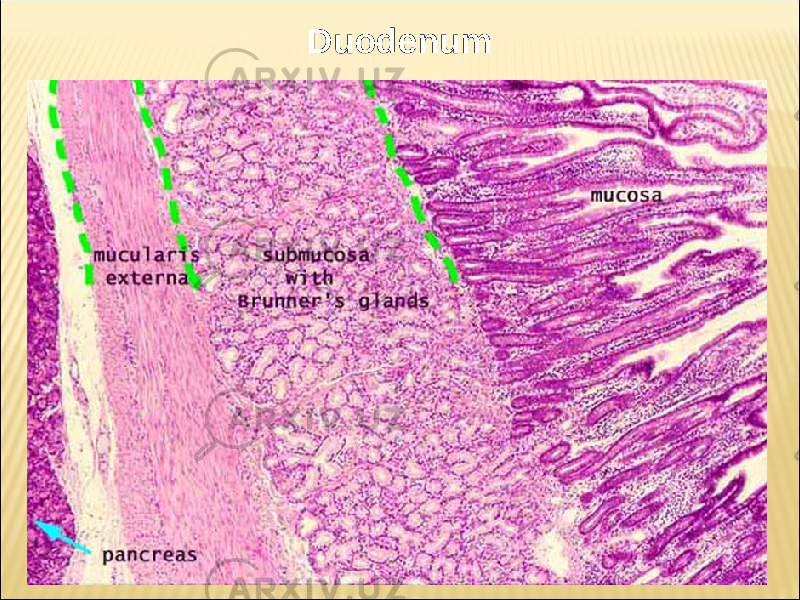 Duodenum 