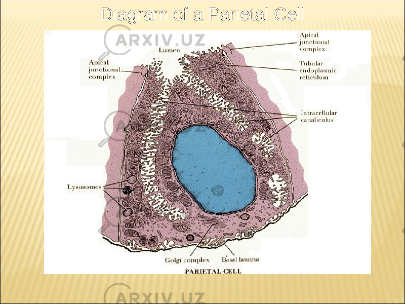 Diagram of a Parietal Cell 