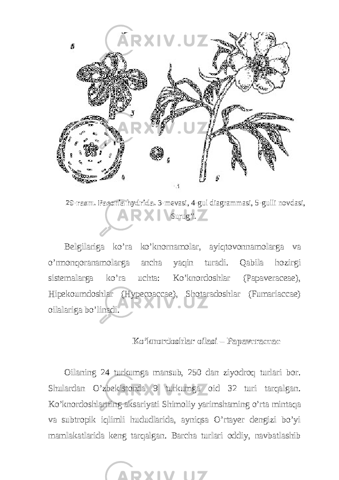 29-rasm. Paeonia hydrida. 3-mevasi, 4-gul diagrammasi, 5-gulli novdasi, 6urug’i. Belgilariga ko’ra ko’knornamolar, ayiqtovonnamolarga va o’rmonqoranamolarga ancha yaqin turadi. Qabila hozirgi sistemalarga ko’ra uchta: Ko’knordoshlar (Papaveraceae), Hipekoumdoshlar (Hypecoaccae), Shotaradoshlar (Fumariaccae) oilalariga bo’linadi. Ko’knordoshlar oilasi – Papaveraceae Oilaning 24 turkumga mansub, 250 dan ziyodroq turlari bor. Shulardan O’zbekistonda 9 turkumga oid 32 turi tarqalgan. Ko’knordoshlarning aksariyati Shimoliy yarimshaming o’rta mintaqa va subtropik iqlimli hududlarida, ayniqsa O’rtayer dengizi bo’yi mamlakatlarida keng tarqalgan. Barcha turlari oddiy, navbatlashib 