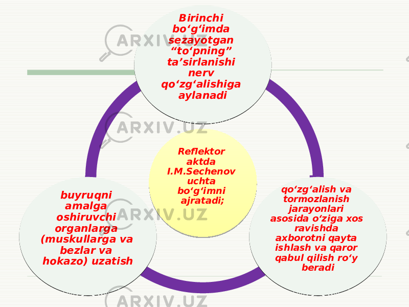 Reflektor aktda I.M.Sechenov uchta bo‘g‘imni ajratadi; Birinchi bo‘g‘imda sezayotgan “to‘pning” ta’sirlanishi nerv qo‘zg‘alishiga aylanadi Birinchi bo‘g‘imda sezayotgan “to‘pning” ta’sirlanishi nerv qo‘zg‘alishiga aylanadi qo‘zg‘alish va tormozlanish jarayonlari asosida o‘ziga xos ravishda axborotni qayta ishlash va qaror qabul qilish ro‘y beradi qo‘zg‘alish va tormozlanish jarayonlari asosida o‘ziga xos ravishda axborotni qayta ishlash va qaror qabul qilish ro‘y beradi buyruqni amalga oshiruvchi organlarga (muskullarga va bezlar va hokazo) uzatish buyruqni amalga oshiruvchi organlarga (muskullarga va bezlar va hokazo) uzatish 26 090B 28 10 19 0912 