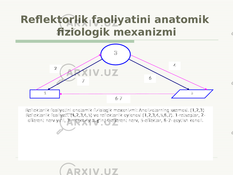 Reflektorlik faoliyatini anatomik fiziologik mexanizmi 4 1 6-7 6 72 3 5 Reflektorlik faoliyatini anatomik fiziologik mexanizmi: Analizatorning sxemasi. (1,2,3) Reflektorlik faoliyati. (1,2,3,4,5) va reflektorlik aylanasi (1,2,3,4,5,6,7). 1-retseptor, 2- afferent nerv y o‘ li, 3-markaziy bu g‘ in, 4-efferent nerv, 5-effektor, 6-7- q aytish kanali. 
