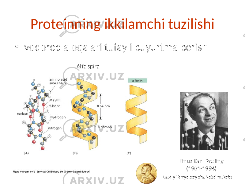 Proteinning ikkilamchi tuzilishi • vodorod aloqalari tufayli buyurtma berish Alfa spiral Linus Karl Pauling (1901-1994) 1954 yil kimyo bo&#39;yicha Nobel mukofoti 