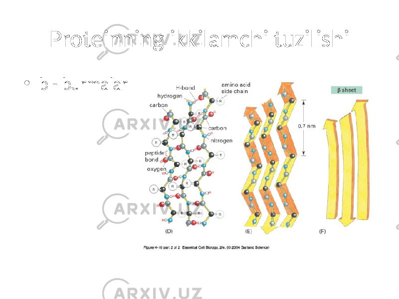 Proteinning ikkilamchi tuzilishi • b - burmalar 