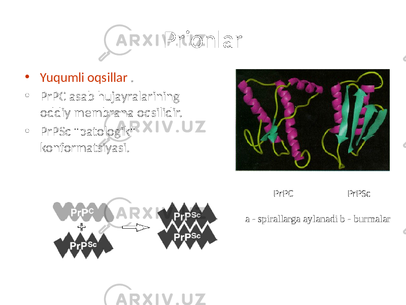 Prionlar • Yuqumli oqsillar . • PrPC asab hujayralarining oddiy membrana oqsilidir. • PrPSc &#34;patologik&#34; konformatsiyasi. PrPC PrPSc a - spirallarga aylanadi b - burmalar 