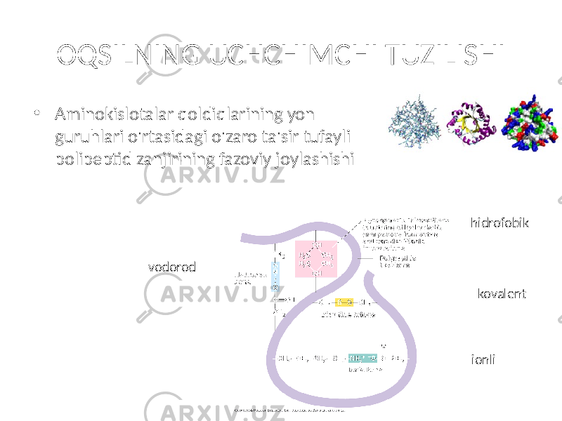 OQSILNING UCHCHIMCHI TUZILISHI • Aminokislotalar qoldiqlarining yon guruhlari o&#39;rtasidagi o&#39;zaro ta&#39;sir tufayli polipeptid zanjirining fazoviy joylashishi kovalent ionlivodorod hidrofobik 