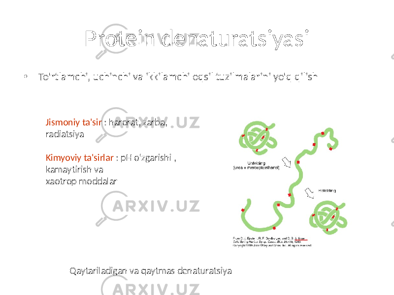 Protein denaturatsiyasi • To&#39;rtlamchi, uchinchi va ikkilamchi oqsil tuzilmalarini yo&#39;q qilish Jismoniy ta&#39;sir : harorat, zarba, radiatsiya Kimyoviy ta&#39;sirlar : pH o&#39;zgarishi , kamaytirish va xaotrop moddalar Qaytariladigan va qaytmas denaturatsiya 