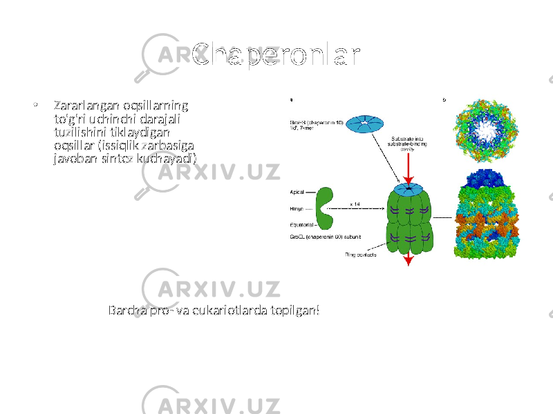 Chaperonlar • Zararlangan oqsillarning to&#39;g&#39;ri uchinchi darajali tuzilishini tiklaydigan oqsillar (issiqlik zarbasiga javoban sintez kuchayadi) Barcha pro- va eukariotlarda topilgan! 