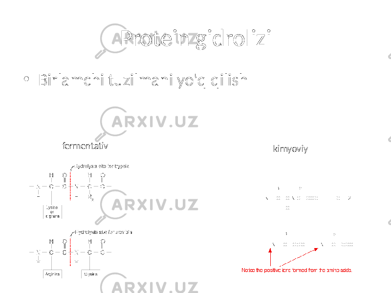 Protein gidrolizi • Birlamchi tuzilmani yo&#39;q qilish fermentativ kimyoviy 