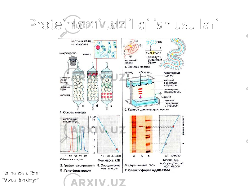 Proteinlarni tahlil qilish usullari Kolmandan, Rem &#34;Vizual biokimyo&#34; 