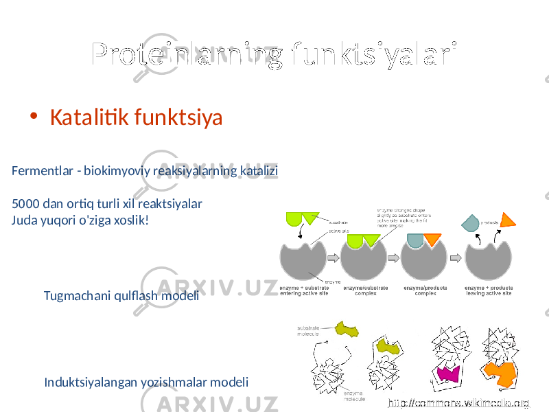 Proteinlarning funktsiyalari • Katalitik funktsiya Fermentlar - biokimyoviy reaksiyalarning katalizi 5000 dan ortiq turli xil reaktsiyalar Juda yuqori o&#39;ziga xoslik! Tugmachani qulflash modeli Induktsiyalangan yozishmalar modeli http://commons.wikimedia.org 