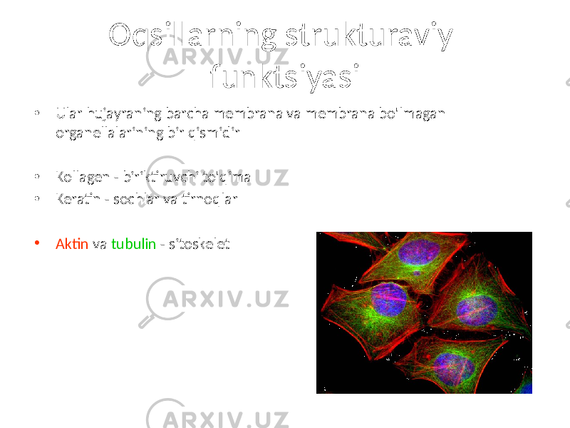 Oqsillarning strukturaviy funktsiyasi • Ular hujayraning barcha membrana va membrana bo&#39;lmagan organellalarining bir qismidir • Kollagen - biriktiruvchi to&#39;qima • Keratin - sochlar va tirnoqlar • Aktin va tubulin - sitoskelet 