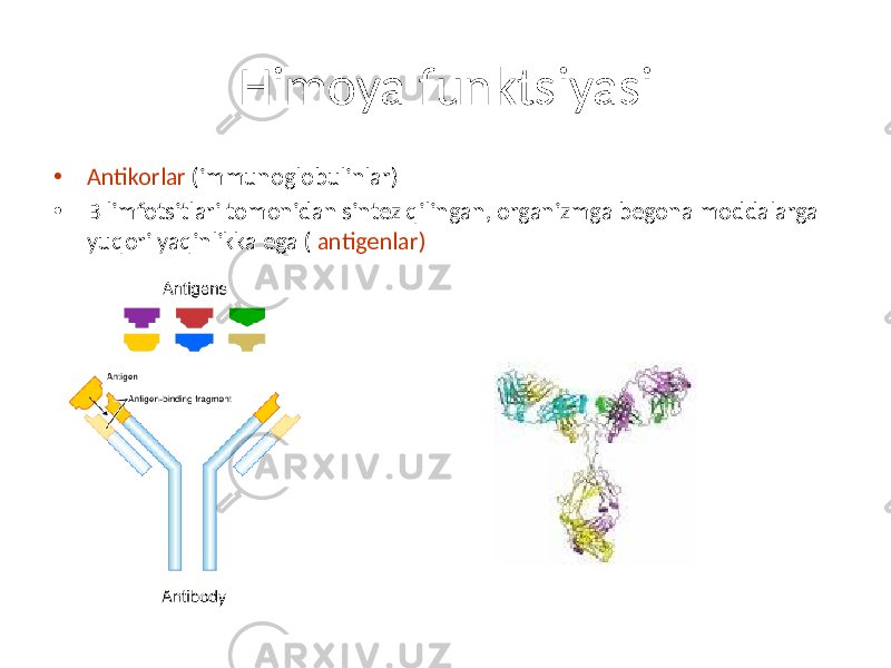 Himoya funktsiyasi • Antikorlar (immunoglobulinlar) • B limfotsitlari tomonidan sintez qilingan, organizmga begona moddalarga yuqori yaqinlikka ega ( antigenlar) 