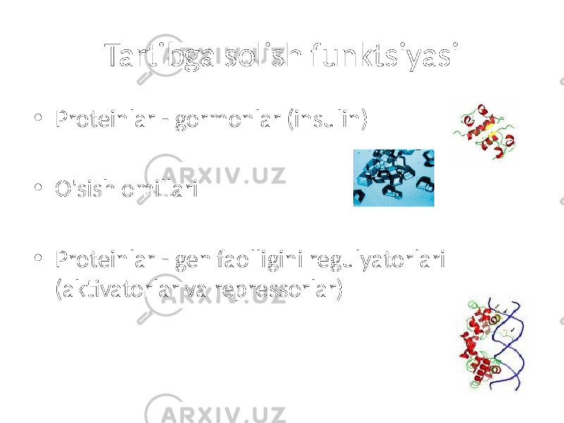 Tartibga solish funktsiyasi • Proteinlar - gormonlar (insulin) • O&#39;sish omillari • Proteinlar - gen faolligini regulyatorlari (aktivatorlar va repressorlar) 