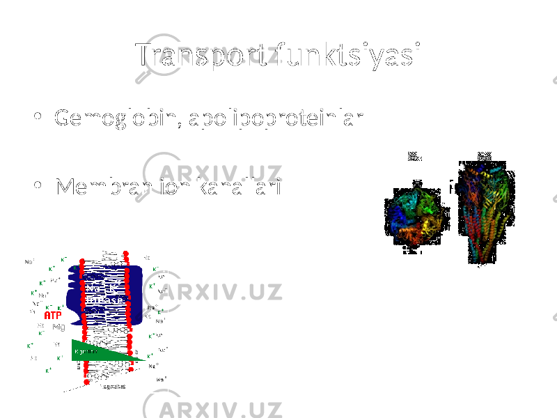 Transport funktsiyasi • Gemoglobin, apolipoproteinlar • Membran ion kanallari 