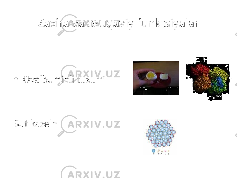 Zaxira va ozuqaviy funktsiyalar • Ovalbuminli tuxum Sut kazein 