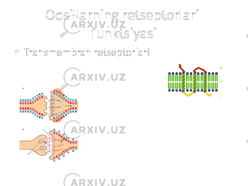 Oqsillarning retseptorlari funktsiyasi • Transmembran retseptorlari 