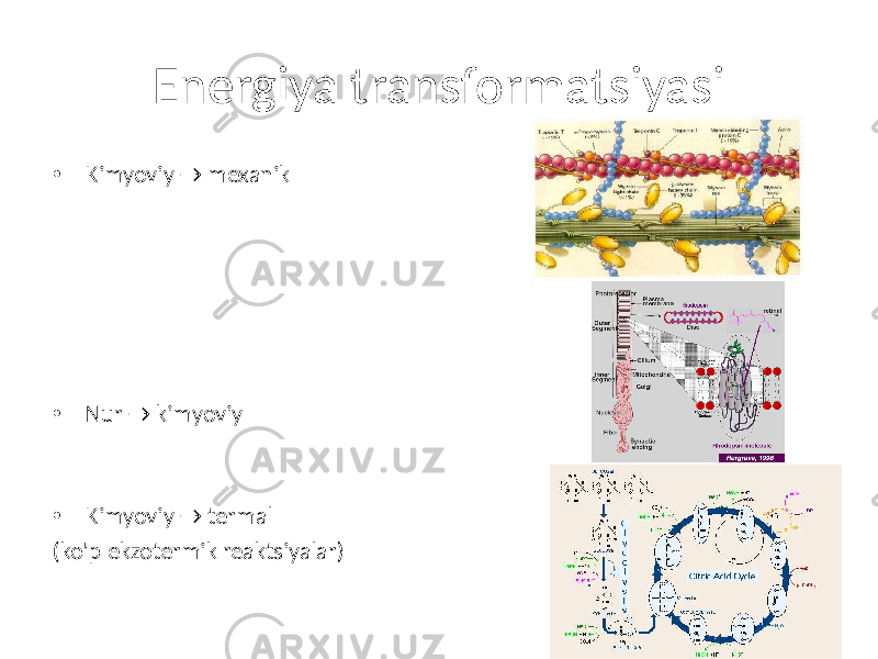 Energiya transformatsiyasi • Kimyoviy → mexanik • Nur → kimyoviy • Kimyoviy → termal (ko&#39;p ekzotermik reaktsiyalar) 