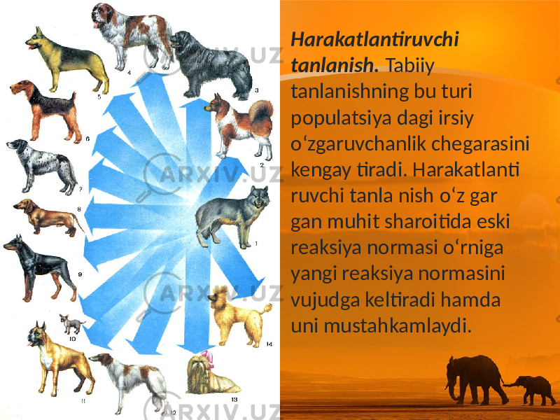 • Harakatlantiruvchi tanlanish. Tabiiy tanlanishning bu turi populatsiya dagi irsiy o‘zgaruvchanlik chegarasini kengay tiradi. Harakatlanti ruvchi tanla nish o‘z gar gan muhit sharoitida eski reaksiya normasi o‘rniga yangi reaksiya normasini vujudga keltiradi hamda uni mustahkamlaydi. 