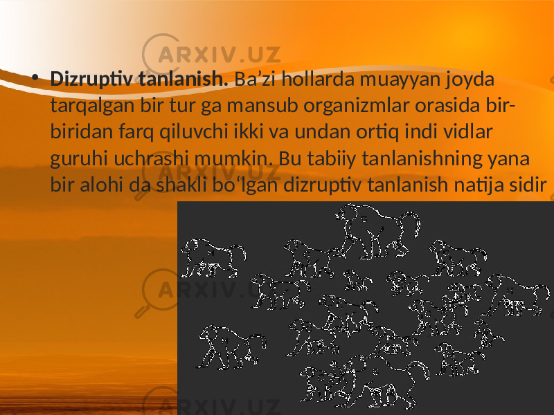 • Dizruptiv tanlanish. Ba’zi hollarda muayyan joyda tarqalgan bir tur ga mansub organizmlar orasida bir- biridan farq qiluvchi ikki va undan ortiq indi vidlar guruhi uchrashi mumkin. Bu tabiiy tanlanishning yana bir alohi da shakli bo‘lgan dizruptiv tanlanish natija sidir 