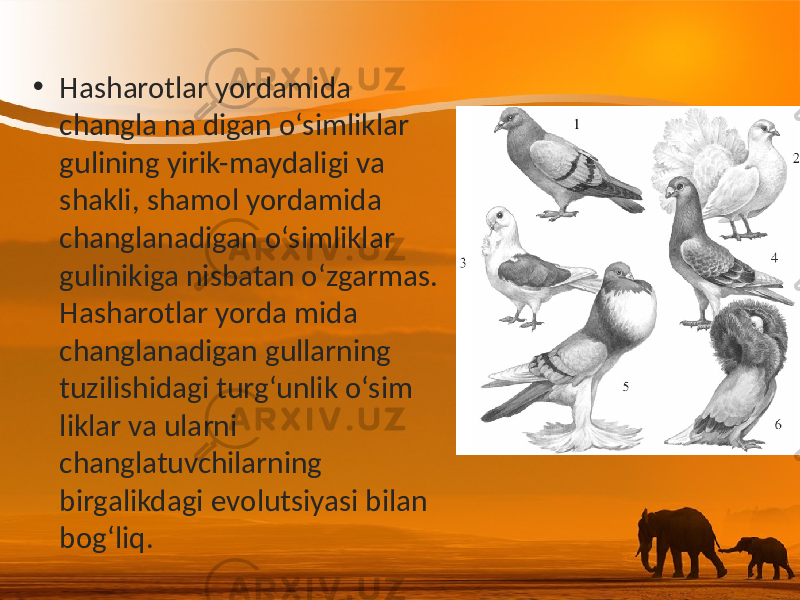 • Hasharotlar yordamida changla na digan o‘simliklar gulining yirik-maydaligi va shakli, shamol yordamida changlanadigan o‘simliklar gulinikiga nisbatan o‘zgarmas. Hasharotlar yorda mida changlanadigan gullarning tuzilishidagi turg‘unlik o‘sim liklar va ularni changlatuvchilarning birgalikdagi evolutsiyasi bilan bog‘liq. 