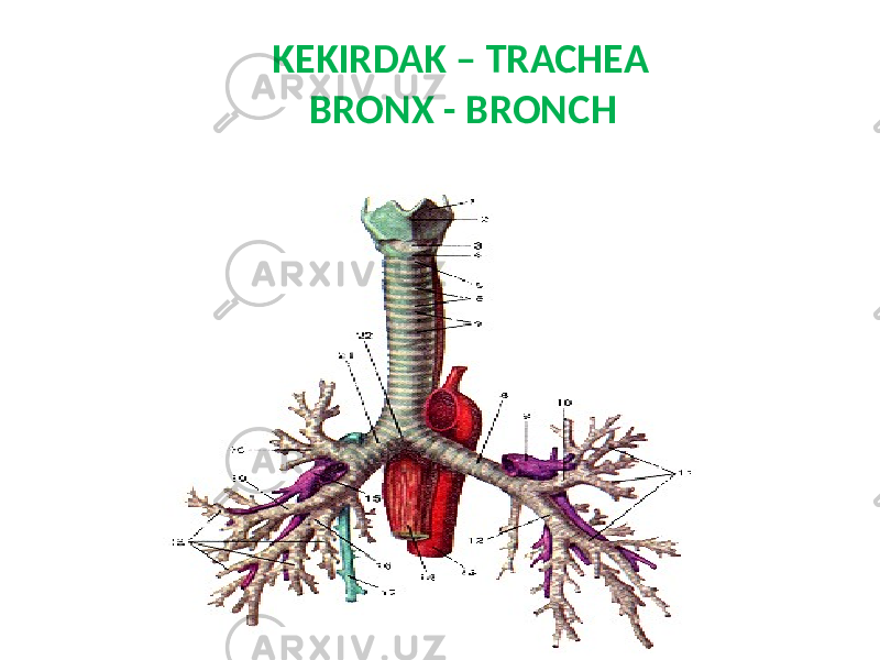  KEKIRDAK – TRACHEA BRONX - BRONCH 