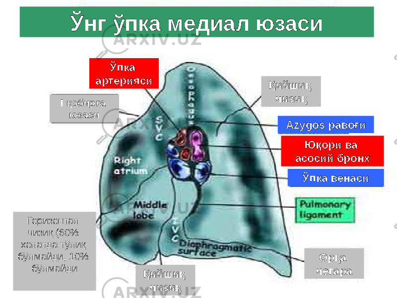 Ўнг ўпка медиал юзаси Ўпка артерияси I қобирға юзаси Горизонтал чизиқ (60% холатда тўлиқ бўлмайди, 10% бўлмайди Қийшиқ чизиқ Қийшиқ чизиқ Орқа чегараЮқори ва асосий бронх Ўпка венасиAzygos равоғи 