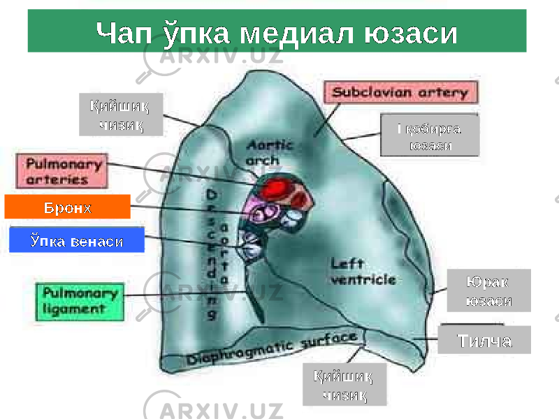 Чап ўпка медиал юзаси Қийшиқ чизиқ I қобирға юзаси Ўпка венаси Қийшиқ чизиқ Тилча Юрак юзасиБронх 