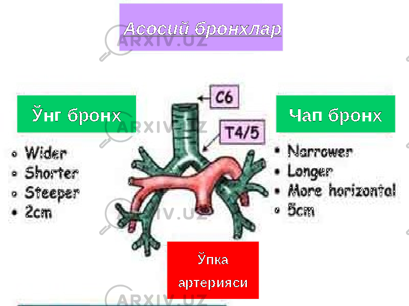 Ўпка артериясиЎнг бронх Чап бронхАсосий бронхлар 