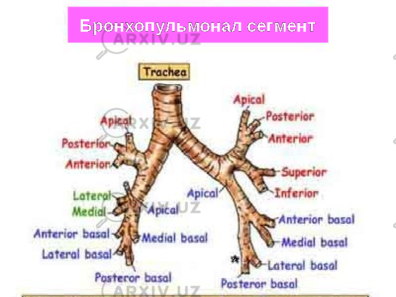 Бронхопульмонал сегмент 