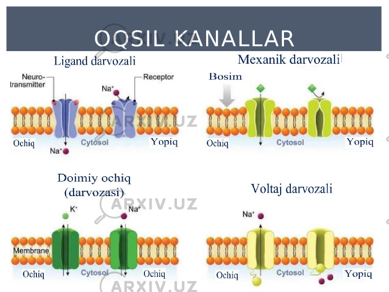 OQSIL KANALL AR 