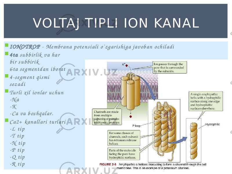  I O N O T R O P - M e m b r a n a p o t e n s i a l i o ` z g a r i s h i g a j a v o b a n o c h i l a d i  4 t a s u b b i r l i k v a h a r b i r s u b b i r i k 6 t a s e g m e n t d a n i b o r a t  4 - s e g m e n t q i s m i s e z a d i  Tu r l i x i l i o n l a r u c h u n - N a - K - C a v a b o s h q a l a r.  C a 2 + k a n a l l a r i t u r l a r i - L t i p - T t i p - N t i p - P t i p - Q t i p - R t i p VOLTAJ TIPL I ION KANAL 