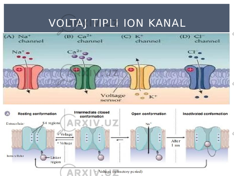 VO LTA J T I P L I I O N KA N A L 