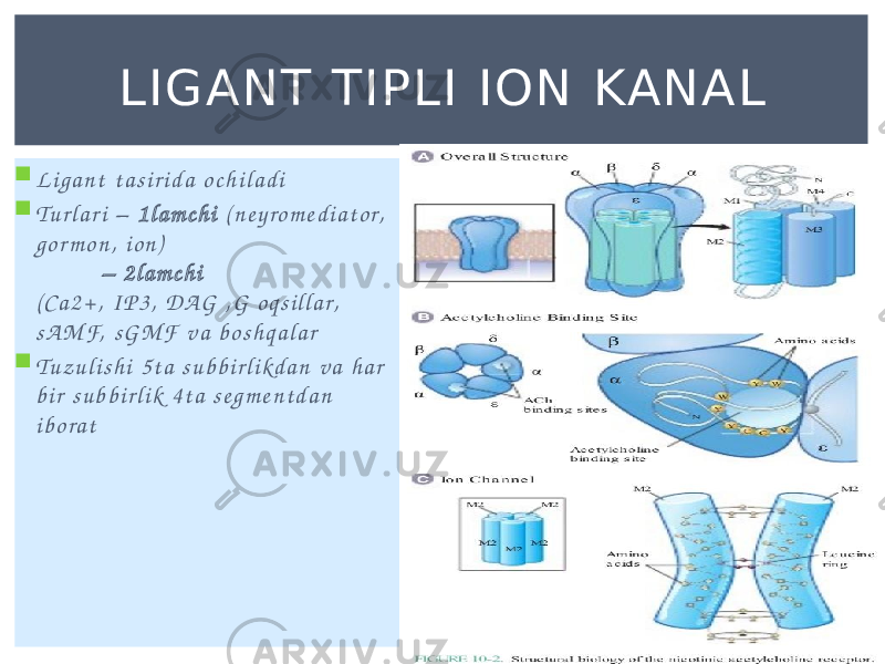  L i g a n t t a s i r i d a o c h i l a d i  Tu r l a r i – 1 l a m c h i ( n e y ro m e d i a t o r, g o r m o n , i o n ) – 2 l a m c h i ( C a 2 + , I P 3 , DA G , G o q s i l l a r, s A M F, s G M F v a b o s h q a l a r  Tu z u l i s h i 5 t a s u b b i r l i kd a n v a h a r b i r s u b b i r l i k 4 t a s e g m e n t d a n i b o r a t LIGANT TIPLI ION KANAL 