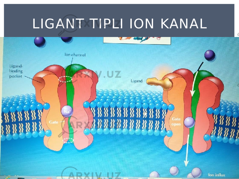 LIGANT TIPLI ION KANAL 