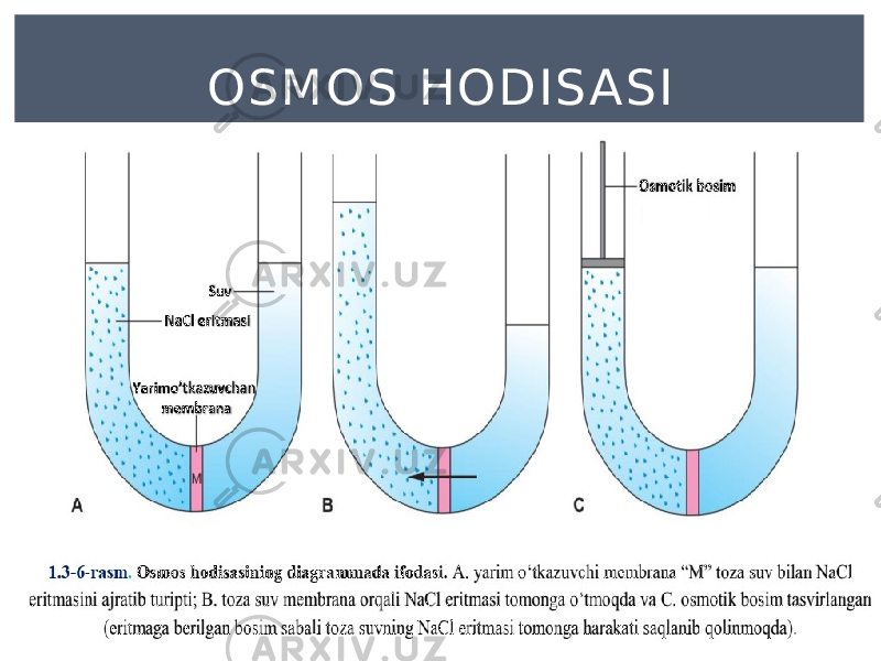 OSMOS HODIS ASI 