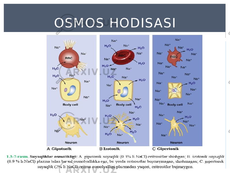 OSMOS HODIS ASI 