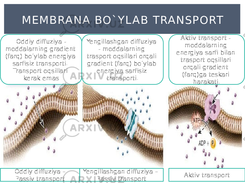 M E M B RA N A BO ` Y L A B T RA N S P O RT Oddiy diffuziya - moddalarning gradient (farq) boʻylab energiya sarfisiz transporti. Transport oqsillari kerak emas Yengillashgan diffuziya - moddalarning trasport oqsillari orqali gradient (farq) boʻylab energiya sarfisiz transporti. Aktiv transport - moddalarning energiya sarfi bilan trasport oqsillari orqali gradient (farq)ga teskari harakati. Oddiy diffuziya – Passiv transport Yengillashgan diffuziya – Passiv transport Aktiv transport 