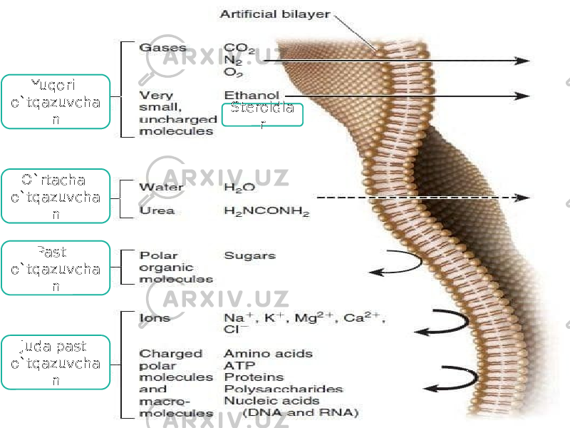 Yuqori o`tqazuvcha n O`rtacha o`tqazuvcha n Past o`tqazuvcha n Juda past o`tqazuvcha n Steroidla r 