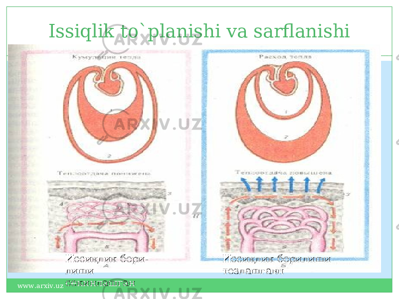 Issiqlik to`planishi va sarflanishi Иссиқлик бери- лиши секинлашган Иссиқлик берилиши тезлашгавн www.arxiv.uz 