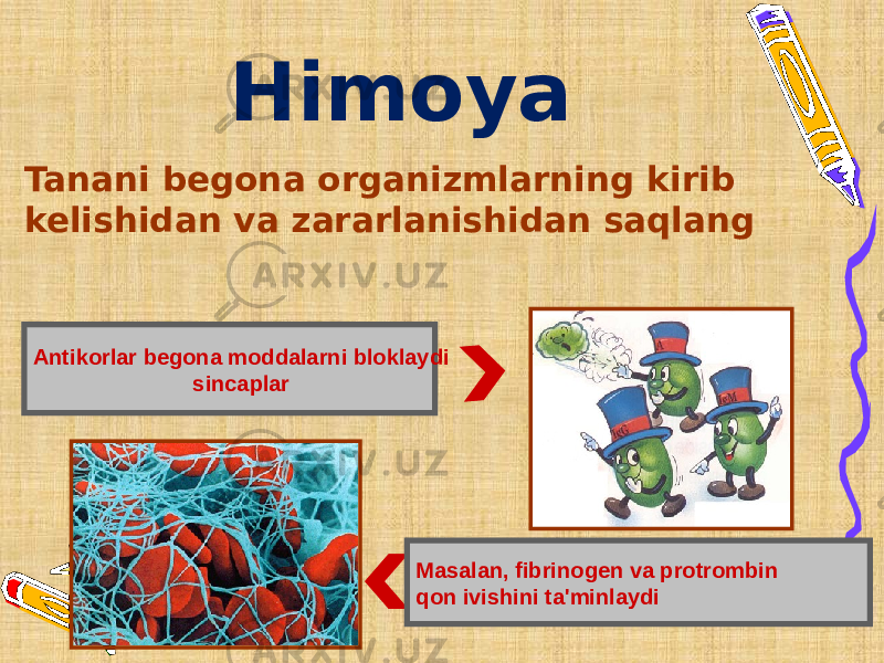 Himoya Masalan, fibrinogen va protrombin qon ivishini ta&#39;minlaydiAntikorlar begona moddalarni bloklaydi sincaplarTanani begona organizmlarning kirib kelishidan va zararlanishidan saqlang 