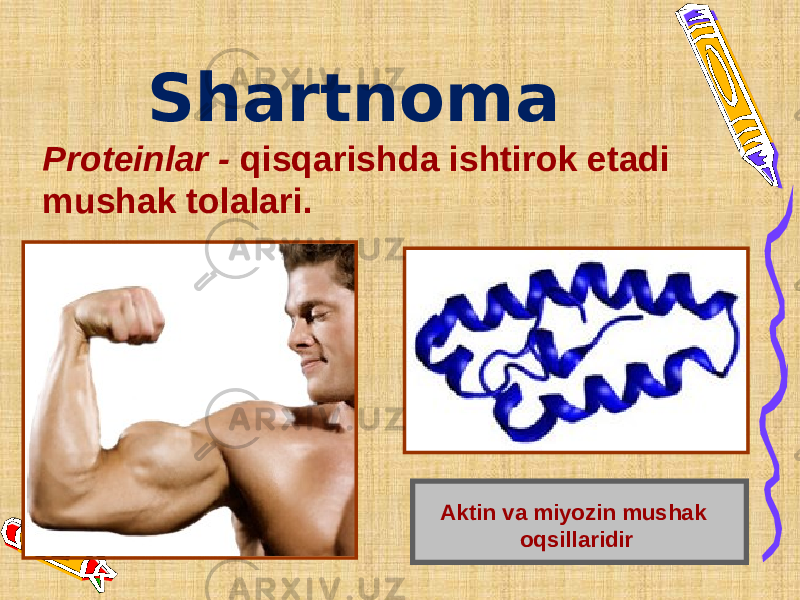 Shartnoma Proteinlar - qisqarishda ishtirok etadi mushak tolalari. Aktin va miyozin mushak oqsillaridir 