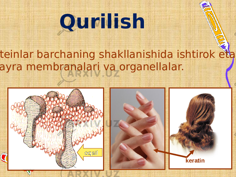 Qurilish Proteinlar barchaning shakllanishida ishtirok etadi hujayra membranalari va organellalar. oqsil keratin 