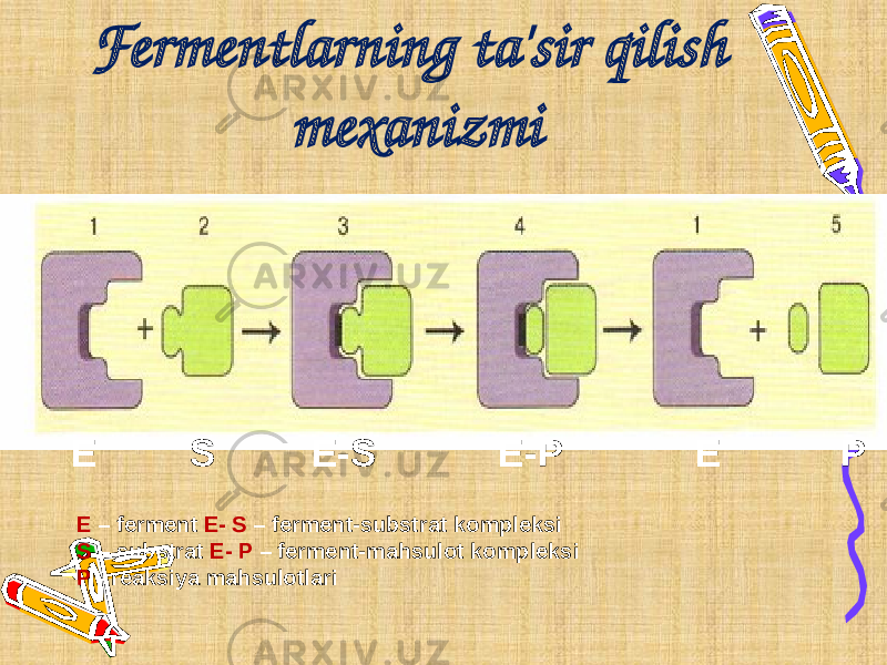 Fermentlarning ta&#39;sir qilish mexanizmi E S E-S E-P E P E – ferment E- S – ferment-substrat kompleksi S – substrat E- P – ferment-mahsulot kompleksi P - reaksiya mahsulotlari 