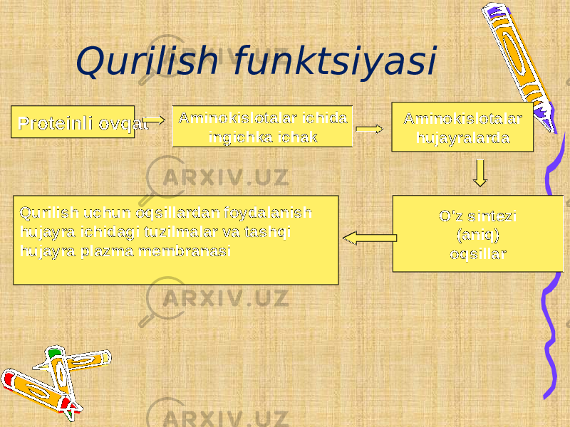 Qurilish funktsiyasi Proteinli ovqat Aminokislotalar ichida ingichka ichak Aminokislotalar hujayralarda Qurilish uchun oqsillardan foydalanish hujayra ichidagi tuzilmalar va tashqi hujayra plazma membranasi O&#39;z sintezi (aniq) oqsillar 