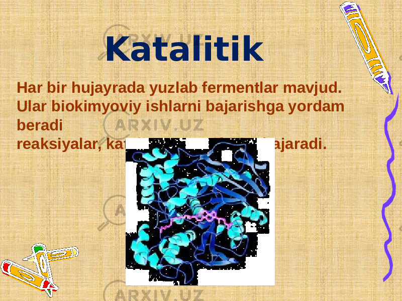 Katalitik Har bir hujayrada yuzlab fermentlar mavjud. Ular biokimyoviy ishlarni bajarishga yordam beradi reaksiyalar, katalizator vazifasini bajaradi. 