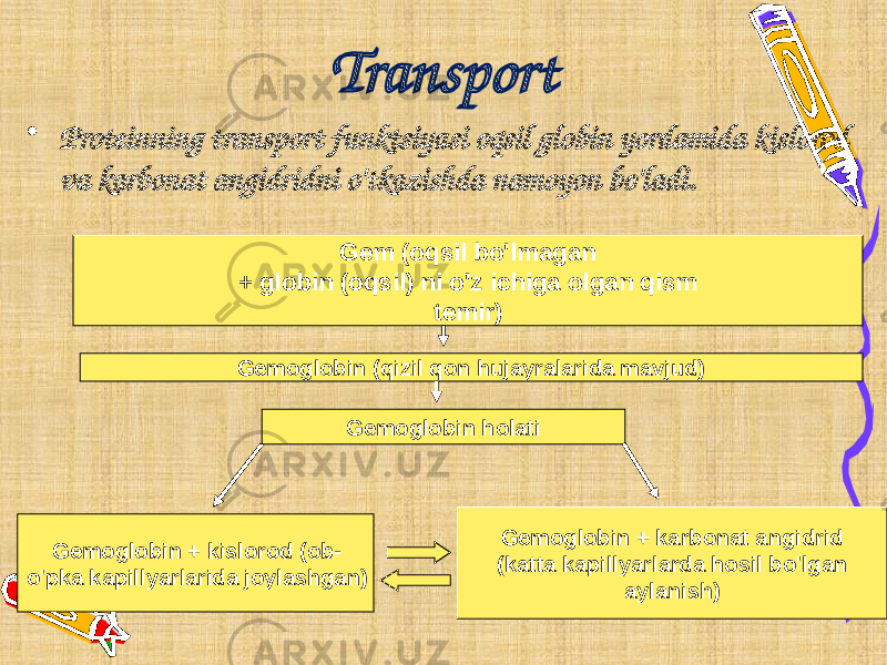 Transport • Proteinning transport funktsiyasi oqsil globin yordamida kislorod va karbonat angidridni o&#39;tkazishda namoyon bo&#39;ladi. Gem (oqsil bo&#39;lmagan + globin (oqsil) ni o&#39;z ichiga olgan qism temir) Gemoglobin (qizil qon hujayralarida mavjud) Gemoglobin holati Gemoglobin + kislorod (ob- o&#39;pka kapillyarlarida joylashgan) Gemoglobin + karbonat angidrid (katta kapillyarlarda hosil bo&#39;lgan aylanish) 