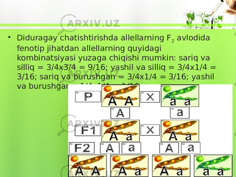 • Diduragay chatishtirishda allellarning F 2 avlodida fenotip jihatdan allellarning quyidagi kombinatsiyasi yuzaga chiqishi mumkin: sariq va silliq = 3/4x3/4 = 9/16; yashil va silliq = 3/4x1/4 = 3/16; sariq va burushgan = 3/4x1/4 = 3/16; yashil va burushgan =1/4x1/4 = 1/16. 