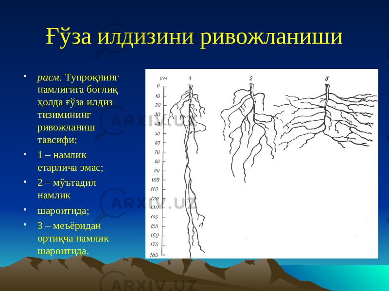 Ғўза илдизини ривожланиши • расм. Тупроқнинг намлигига боғлиқ ҳолда ғўза илдиз тизимининг ривожланиш тавсифи: • 1 – намлик етарлича эмас; • 2 – мўътадил намлик • шароитида; • 3 – меъёридан ортиқча намлик шароитида. 