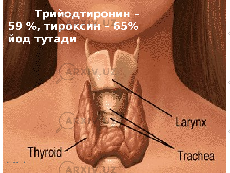  Трийодтиронин – 59 %, тироксин – 65% йод тутади www.arxiv.uz 